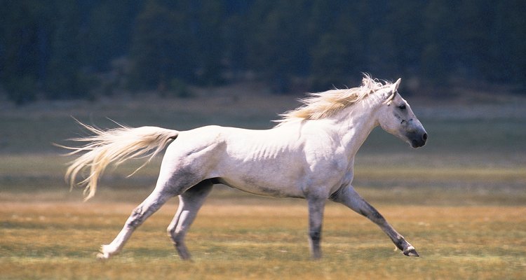 As pernas de um cavalo suportam uma incrível quantidade de estresse