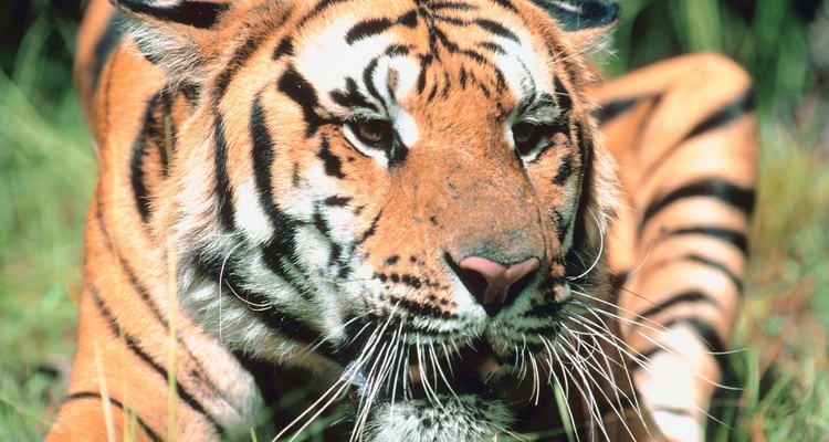 Em qualquer um dos ecossistemas nativos que habitam, os tigres são predadores de topo