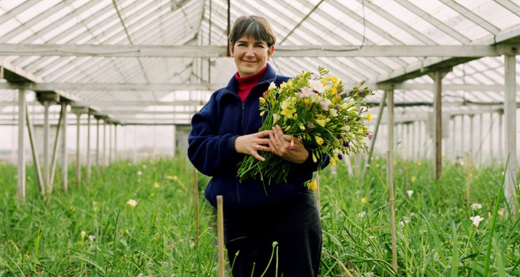 Los invernaderos son ideales para cultivar plantas exóticas.