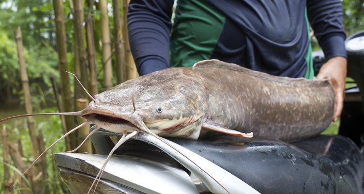 Giant catfish lay on the seat