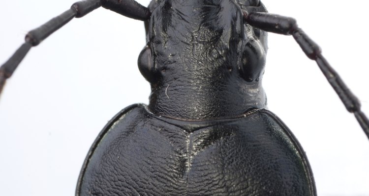 There are many varieties of ground beetle in Europe.