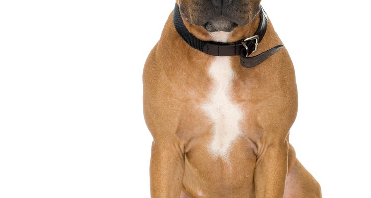 O American Pitbull Terrier é uma de várias raças de pitbull