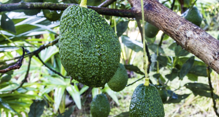 Monitore a árvore depois que as flores tiverem fechado