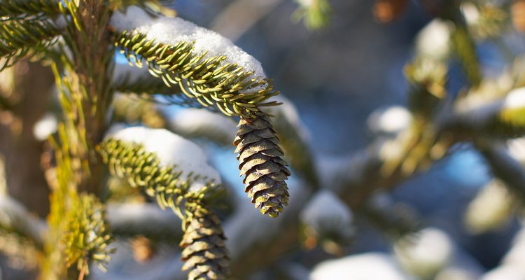 Pine cones can help get a fire started.