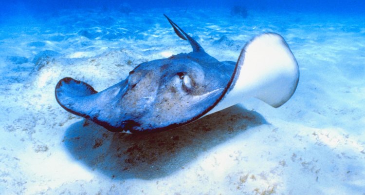 Stingrays have a number of adaptations, such as flat dorsal fins