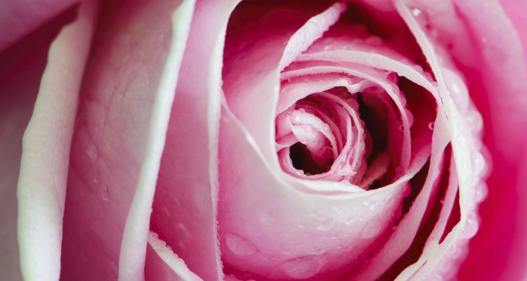 El agua de rosas rejuvenecerá toda tu piel y eliminará las ojeras.