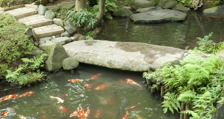 Good types of bacteria act as natural pond-cleaning agents.