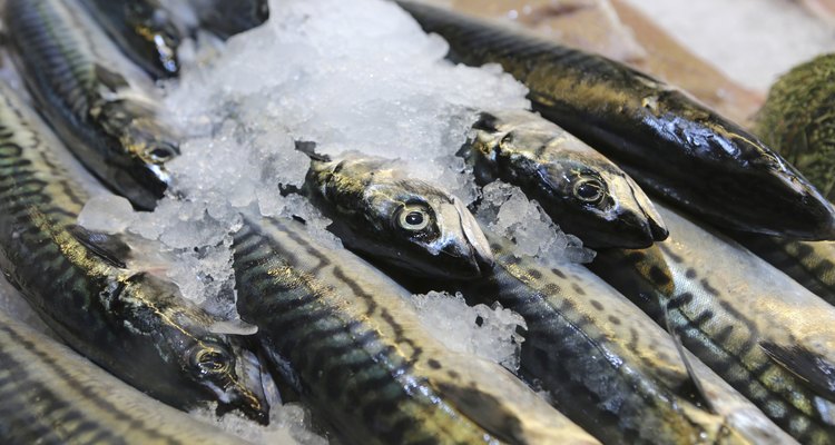 Fresh Mackerel