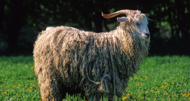 Mohair wool comes from the Angora goat.