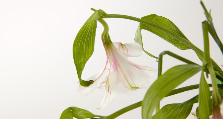 Los tallos débiles de plantas pueden tener varias causas.