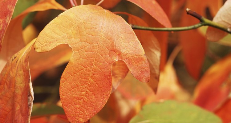 Sassafras Leaf