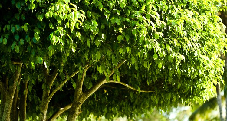 El atractivo follaje verde del ficus benjamina.