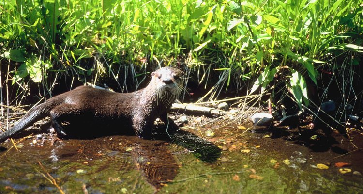 Los pantanos cerca de los campamentos para tiendas de campaña, son el hogar de las nutrias de río.