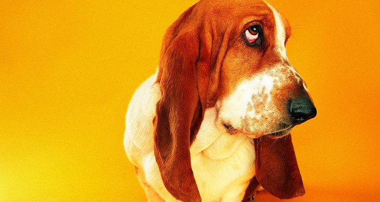 Uma dieta rica em fibras irá manter o bom funcionamento da glândula anal do seu cão