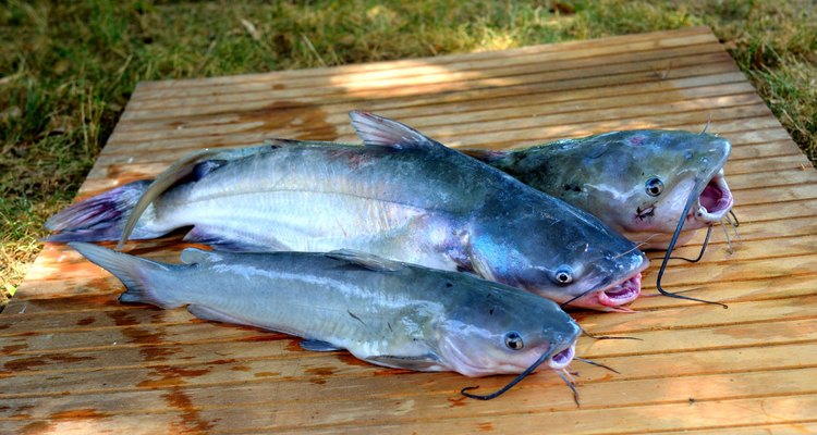 Three fresh caught catfish