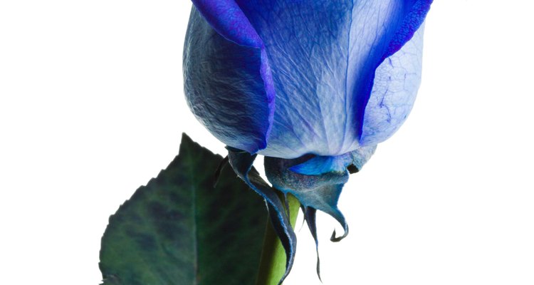Una rosa azul puede significar lo imposible.