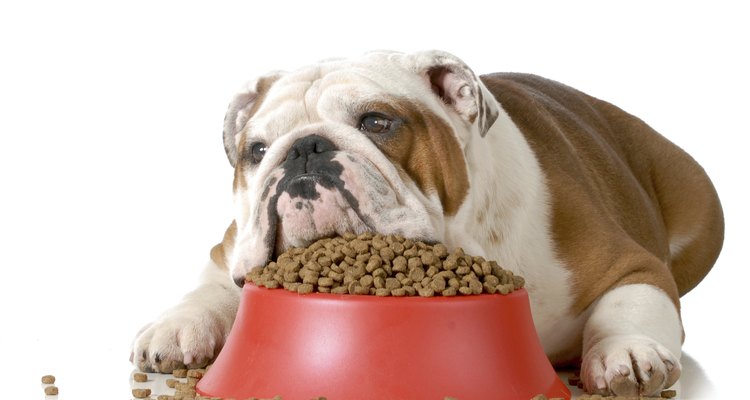Un perro enfermo puede estar desinteresado en los alimentos.