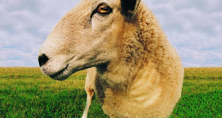 Close-up of Sheep