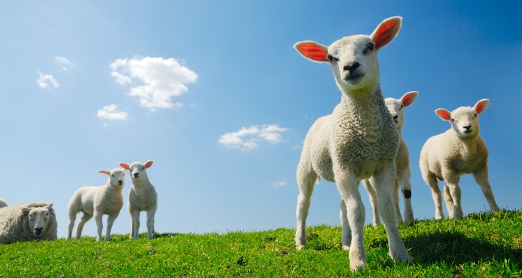 cute lambs in spring