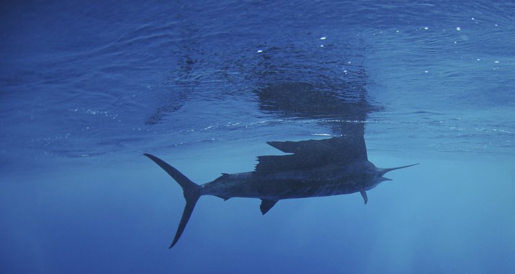 Sailfish fish swimming in ocean