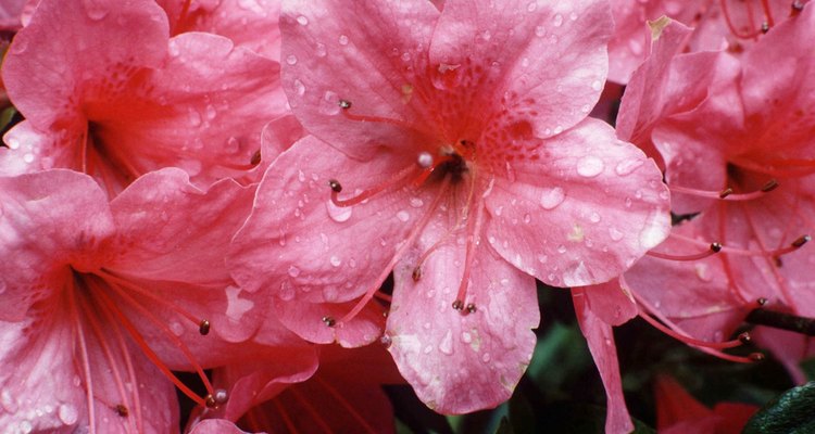 Cómo cultivar azaleas a partir de cortes |