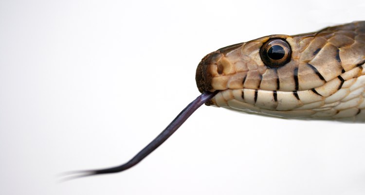 En México existen cuatro especies de serpientes venenosas.
