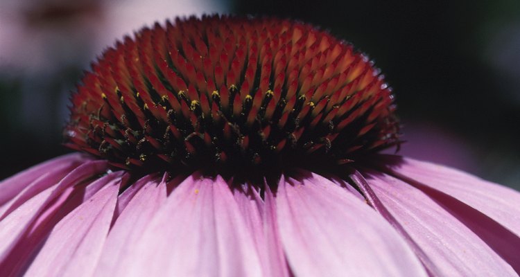 La equinácea púrpura es una flor ideal para atraer abejas y otros polinizadores.