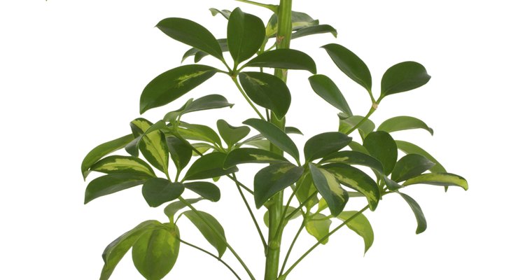 Home gardeners can propagate umbrella plants by cuttings.
