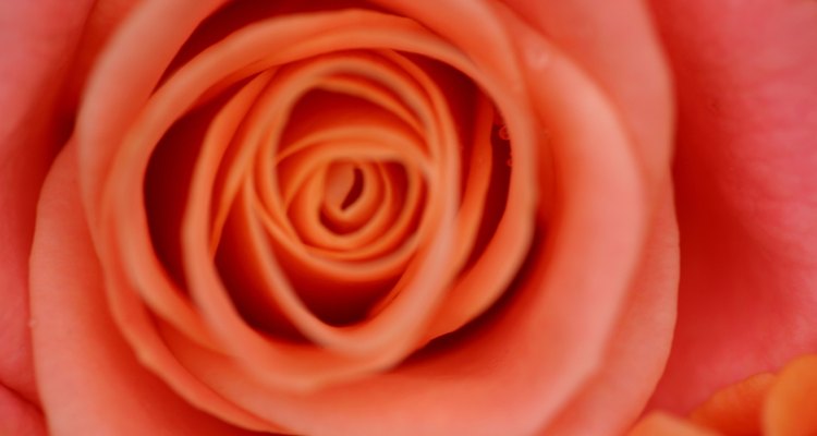 La planta de rosa es una dicotiledónea, no una monocotiledónea.
