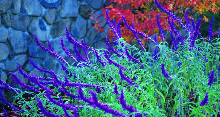 Mexican sage thrives in full sun.