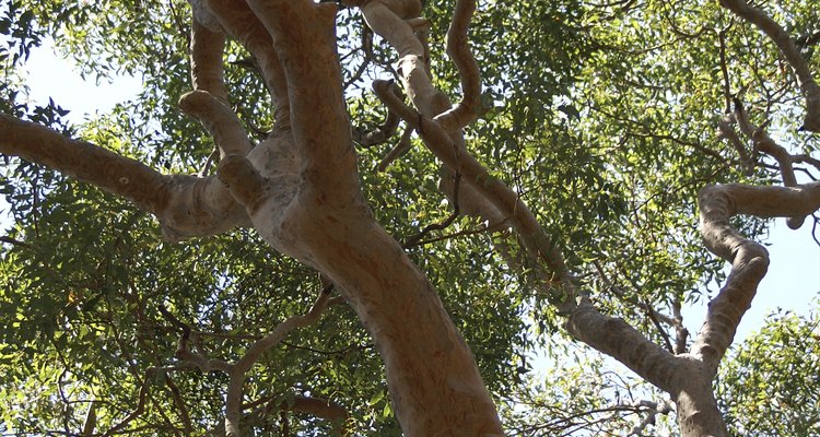 The eucalyptus comes from Australia.