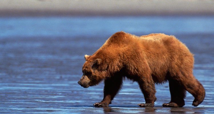 Para algunas personas, los osos pardos se encuentran entre los animales más hermosos del planeta.