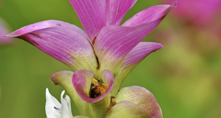 Curcuma alismatifolia is called the Siam tulip.