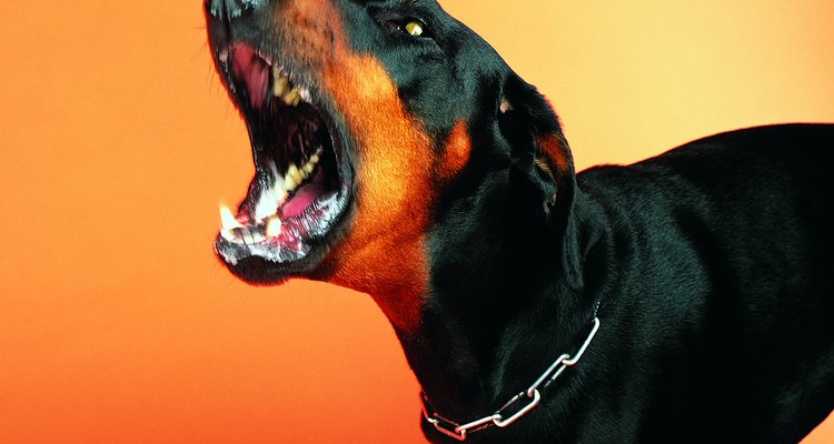 Use spray de pimenta contra o ataque de um cão agressivo