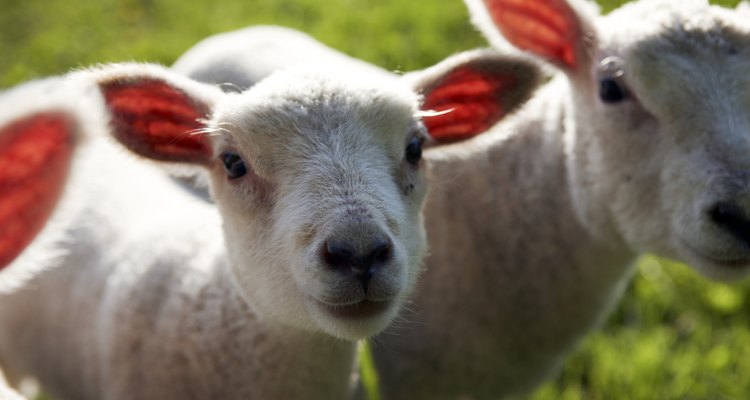 Ovelhas são animais que possuem cascos fendidos e ruminam