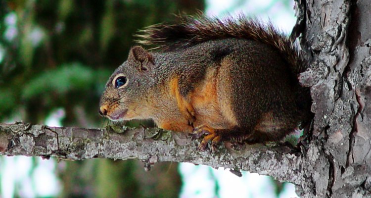 Las ardillas pertenecen al reino Animalia y al phylum Chordata.