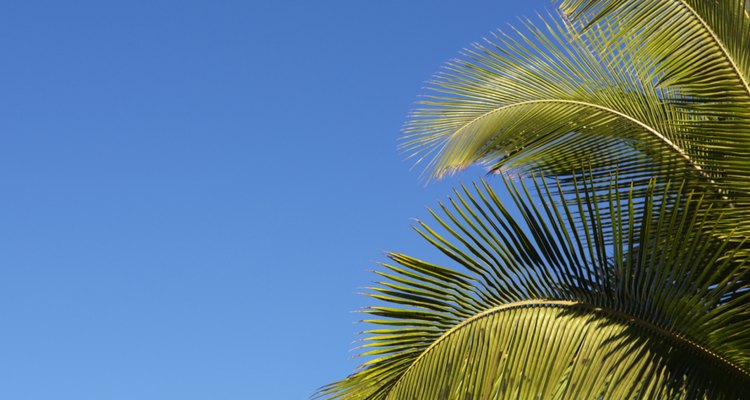 Palm trees have shallow roots.
