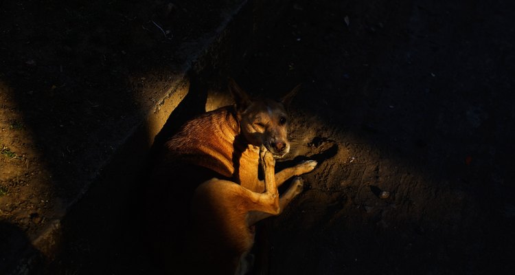 Rascado producido por enfermedades de la piel en perros.
