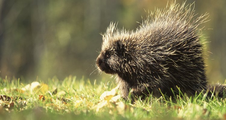 Os porcos-espinhos costumam deixar os cachorros com dor por causa de seus espinhos