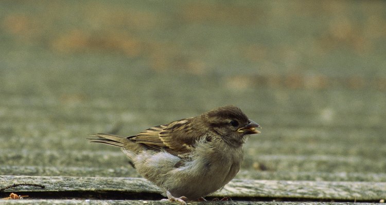 Mantén una estrecha vigilancia sobre el pájaro herido para que no revolotee a un rincón donde no se lo pueda alcanzar.