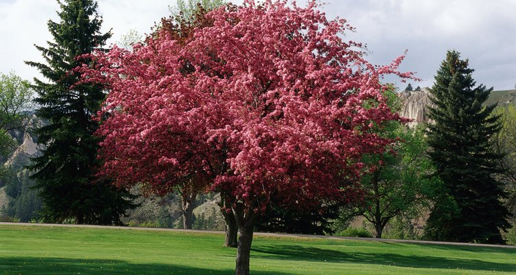 Las manzanas silvestres están consideradas buenas polinizadoras de los árboles de manzana.