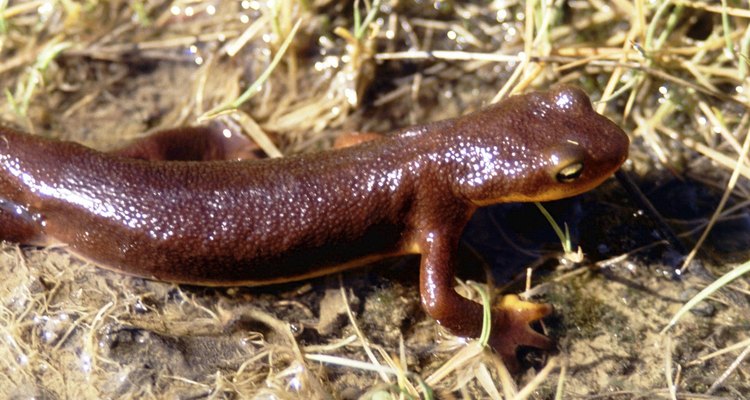 Salamandras, como todos os anfíbios, precisam de um ambiente úmido para sobreviver