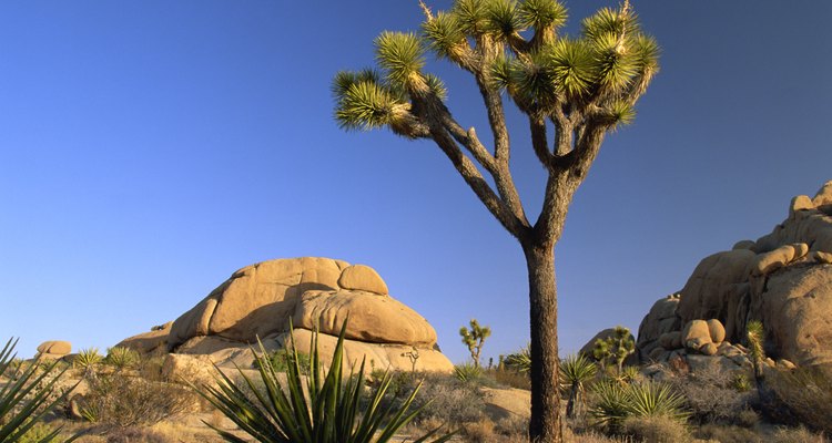 Observa partes del legendario Joshua Tree en un recorrido en bicicleta en Palm Springs.
