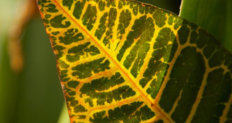 Las hojas grandes y vistosas son lo que caracteriza al crotón petra.