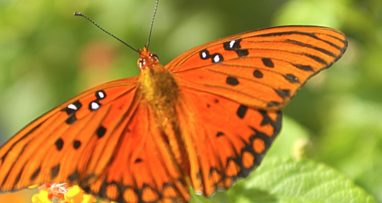 Las abejas, mariposas y otros polinizadores transportan el polen de una flor a otra.