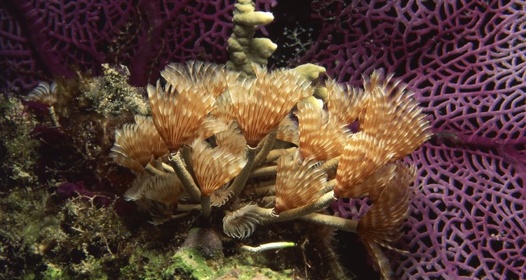 Feather duster worms add beauty to your reef aquarium.