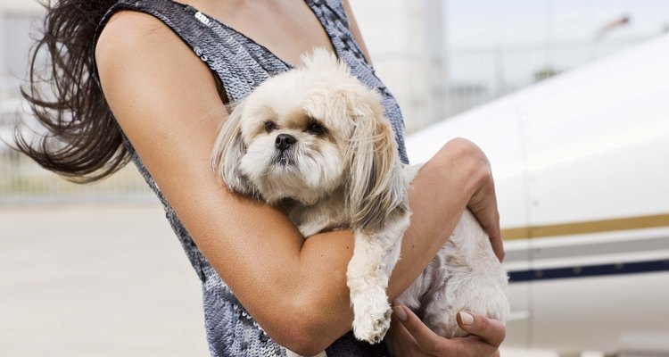 No todas las personas se dan cuenta que tener un perro implica una responsabilidad por su bienestar.