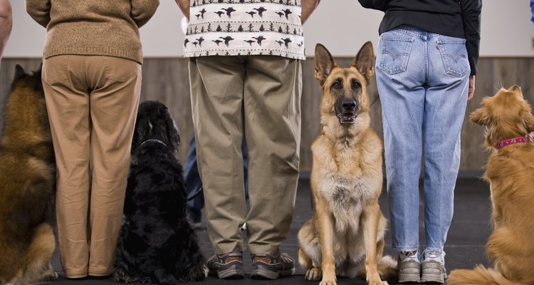 Alguns pet shops oferecem adestramento como um serviço
