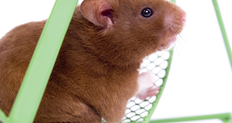 Hamsters não devem ser alimentados com tomates crus, laranjas ou alface