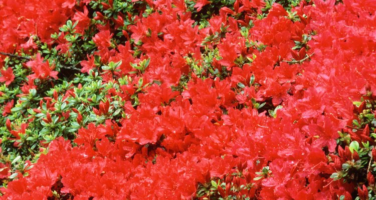 Las azaleas que repiten la floración extienden la "temporada de azalea" desde la primavera hasta el otoño.